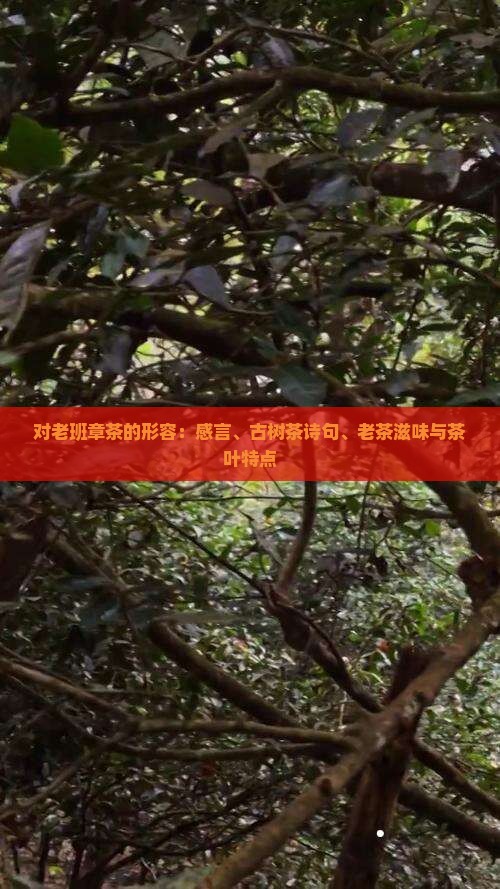 对老班章茶的形容