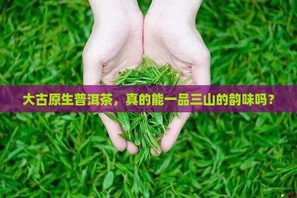 大古原生普洱茶一品三山