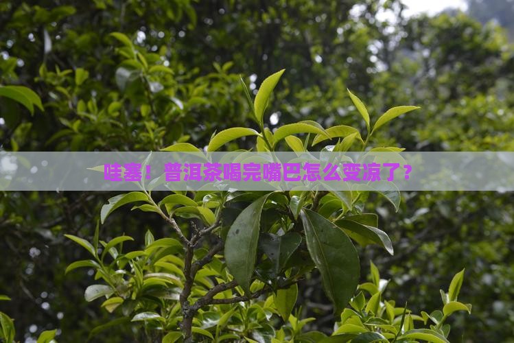 普洱茶喝完嘴里清凉