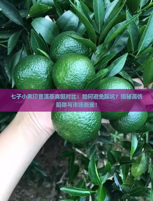 七子小黄印普洱茶真假对比