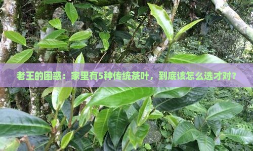中国传统茶种类