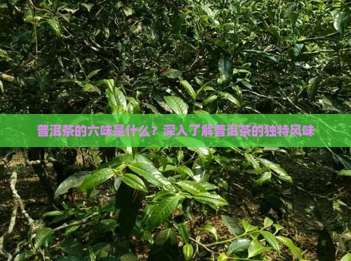 普洱茶的六味是什么