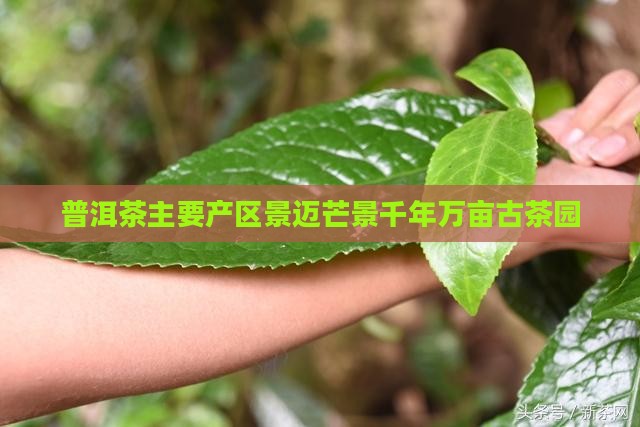 普洱茶主要产区景迈