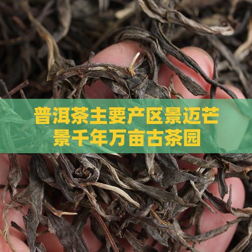 普洱茶主要产区景迈