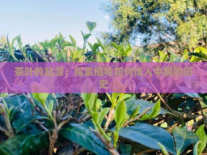 茶叶什么时候引进中国