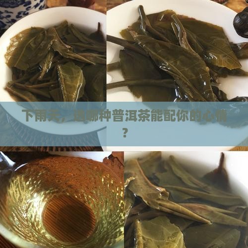 下雨喝什么普洱茶好