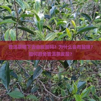 普洱茶喝下去发酸吗为什么