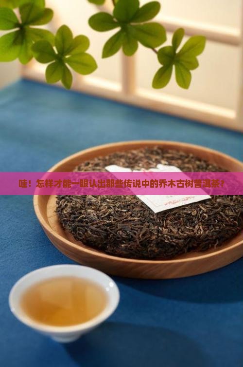 怎么分辨乔木古树普洱茶