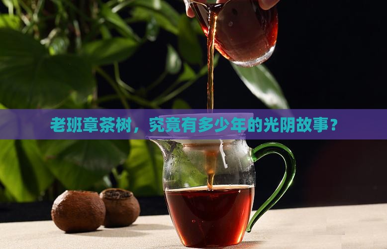 老班章多少年茶树