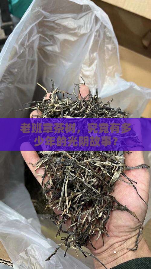 老班章多少年茶树