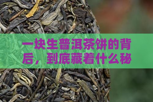 生普洱茶饼用什么原料