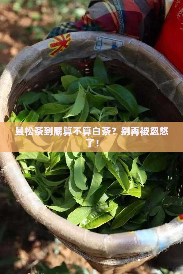 曼松茶是白茶吗
