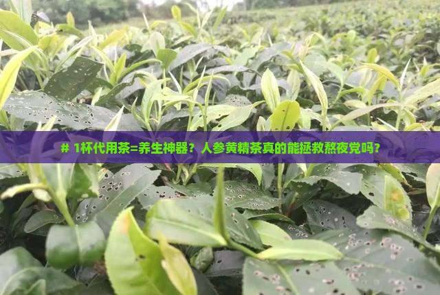 人参黄精代用茶的作用与功效