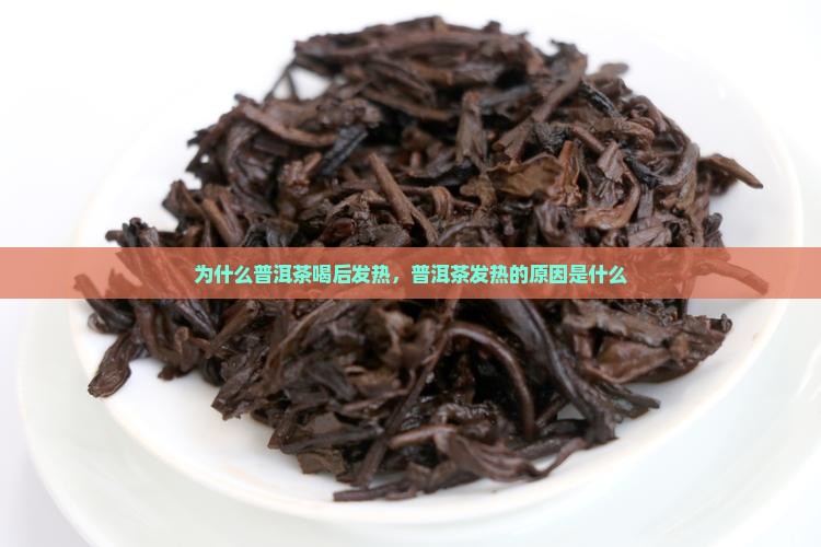 老普洱茶为什么喝身体发热