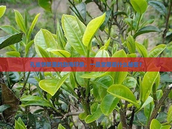 勐海孔雀饼茶一品堂勐海印象