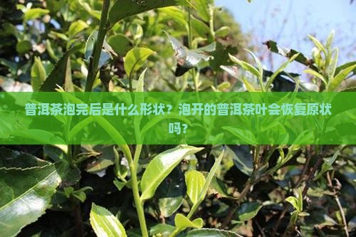 普洱茶泡完后是什么形状