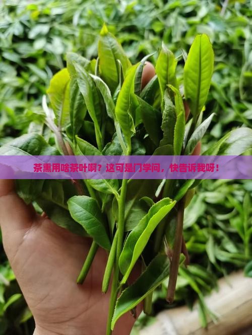 茶熏用什么茶叶