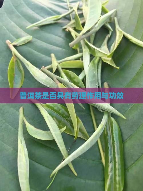 普洱茶是否具有药理作用