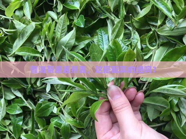用普洱茶泡燕麦