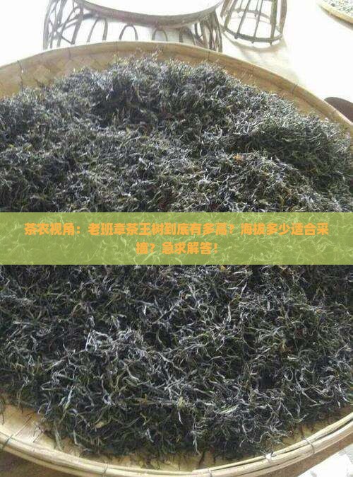 老班章茶王树海拔
