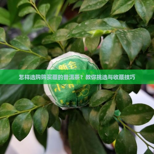 怎样选购购买藏的普洱茶