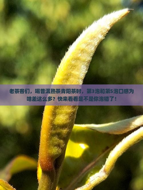 普洱茶熟茶青阳茶