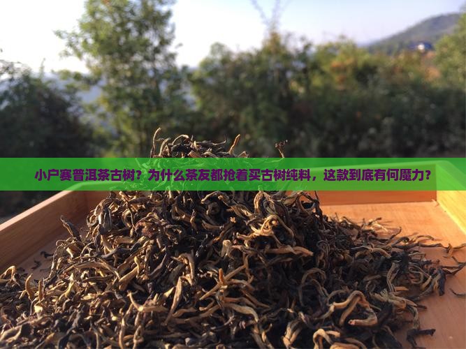 小户赛普洱茶古树