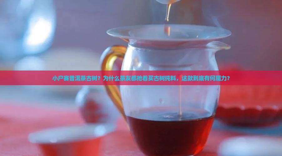 小户赛普洱茶古树