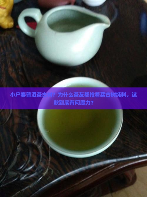 小户赛普洱茶古树