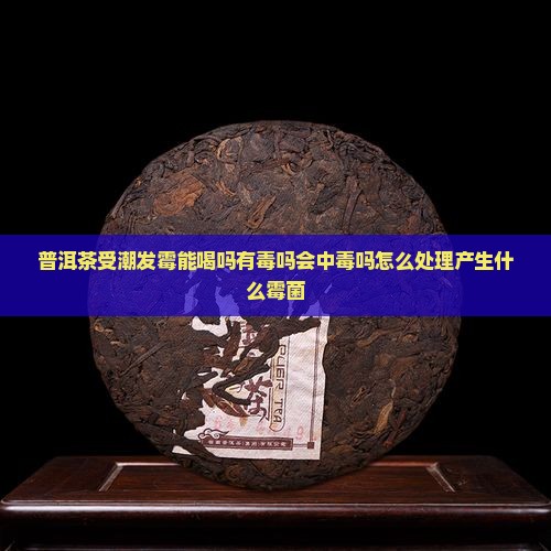 普洱茶受潮发霉能喝吗