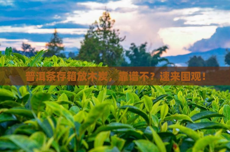 贮存普洱茶的箱可以用木炭吗