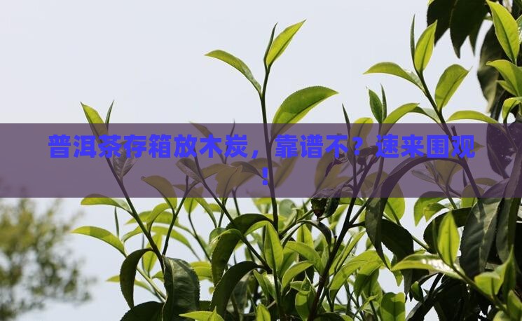 贮存普洱茶的箱可以用木炭吗