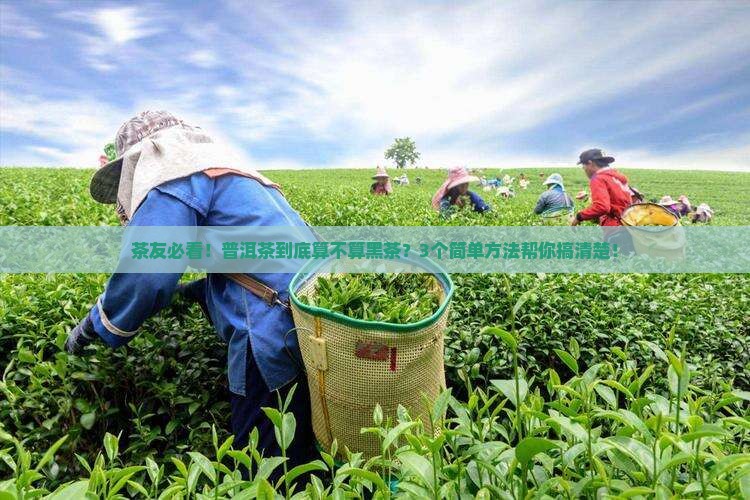 普洱茶是属于黑茶吗