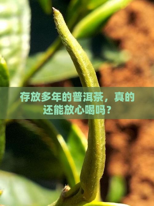 长期保存的普洱茶还能喝吗