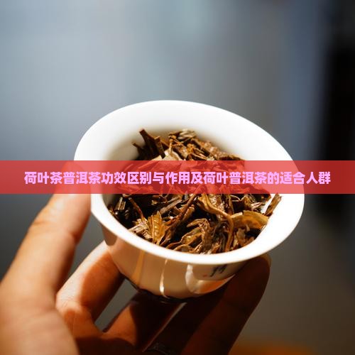 荷叶茶普洱茶功效区别