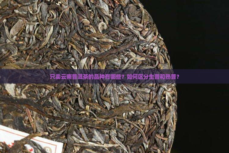 只卖云南普洱茶的品种是什么