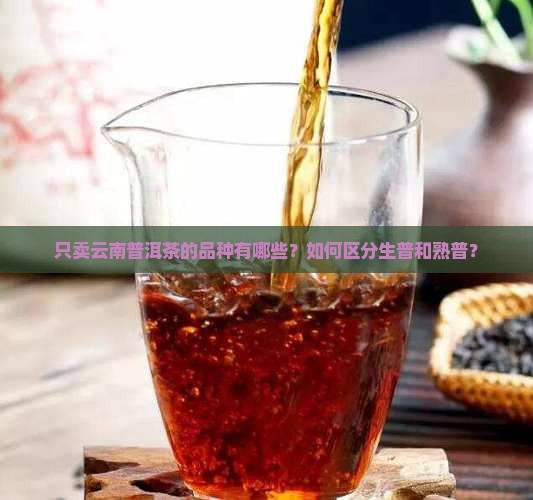 只卖云南普洱茶的品种是什么