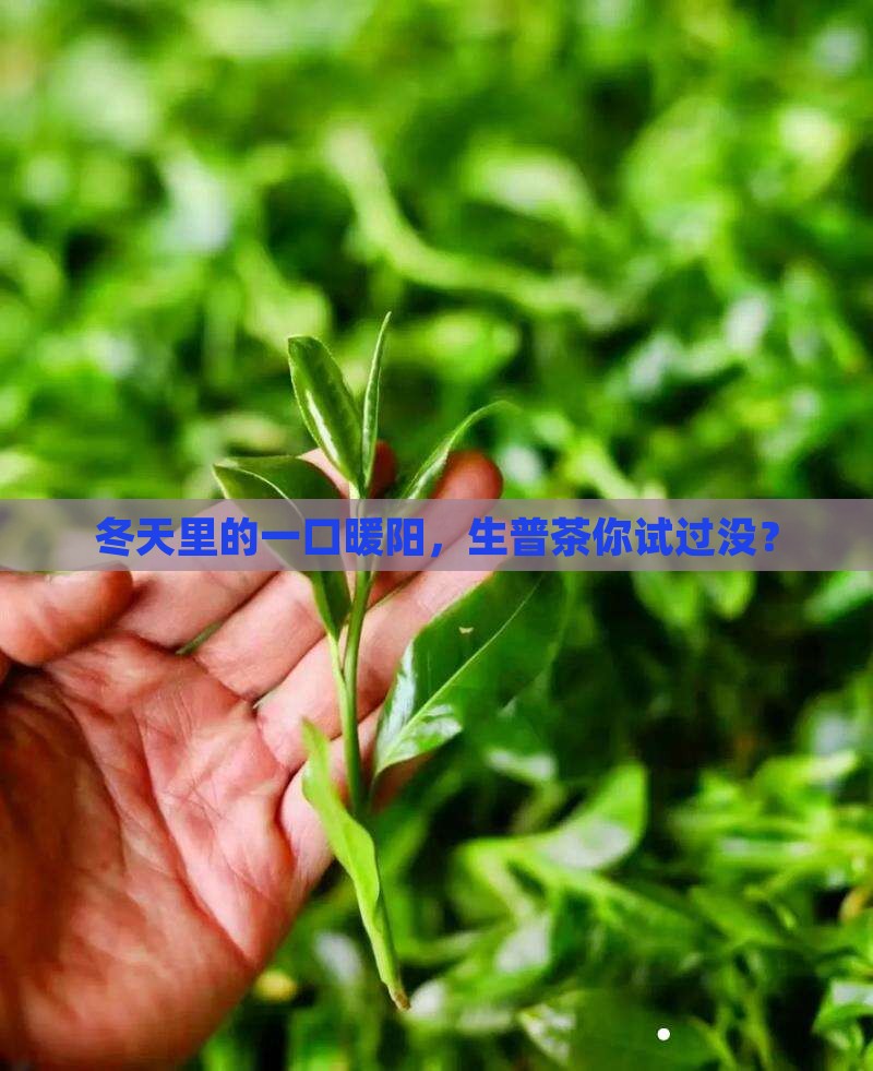 秋冬喝生普洱茶