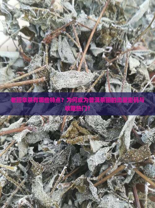 老班章茶有哪些特点
