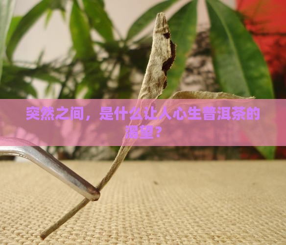 突然之间就想喝一泡普洱茶