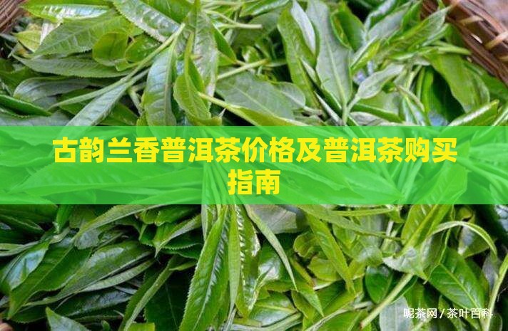 古韵兰香普洱茶怎么买 古韵兰香普洱茶怎么买