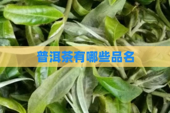 普洱茶有哪些品名