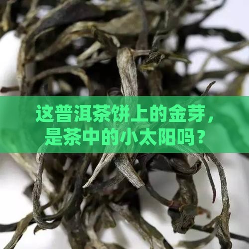 普洱茶饼上面的金芽