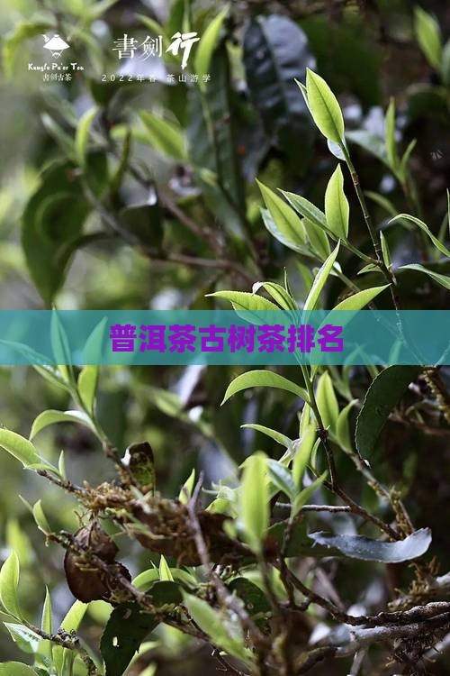 普洱茶古树茶排名