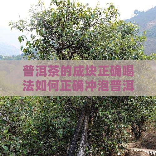 普洱茶的成块正确喝法