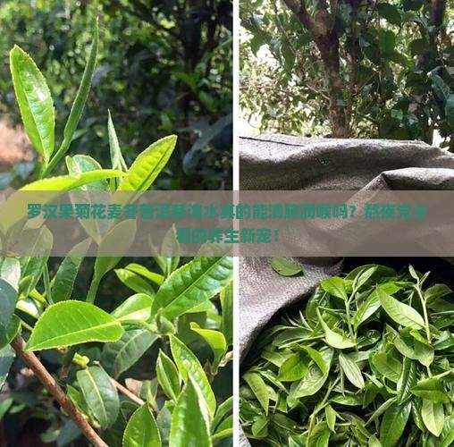 罗汉果菊花麦冬普洱茶泡水