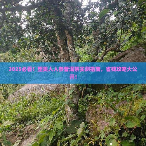 塑美人人参普洱茶