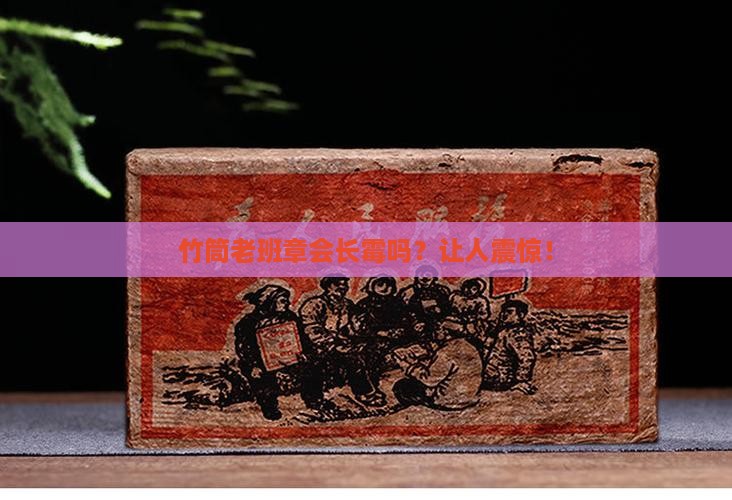 竹筒老班章会长霉吗