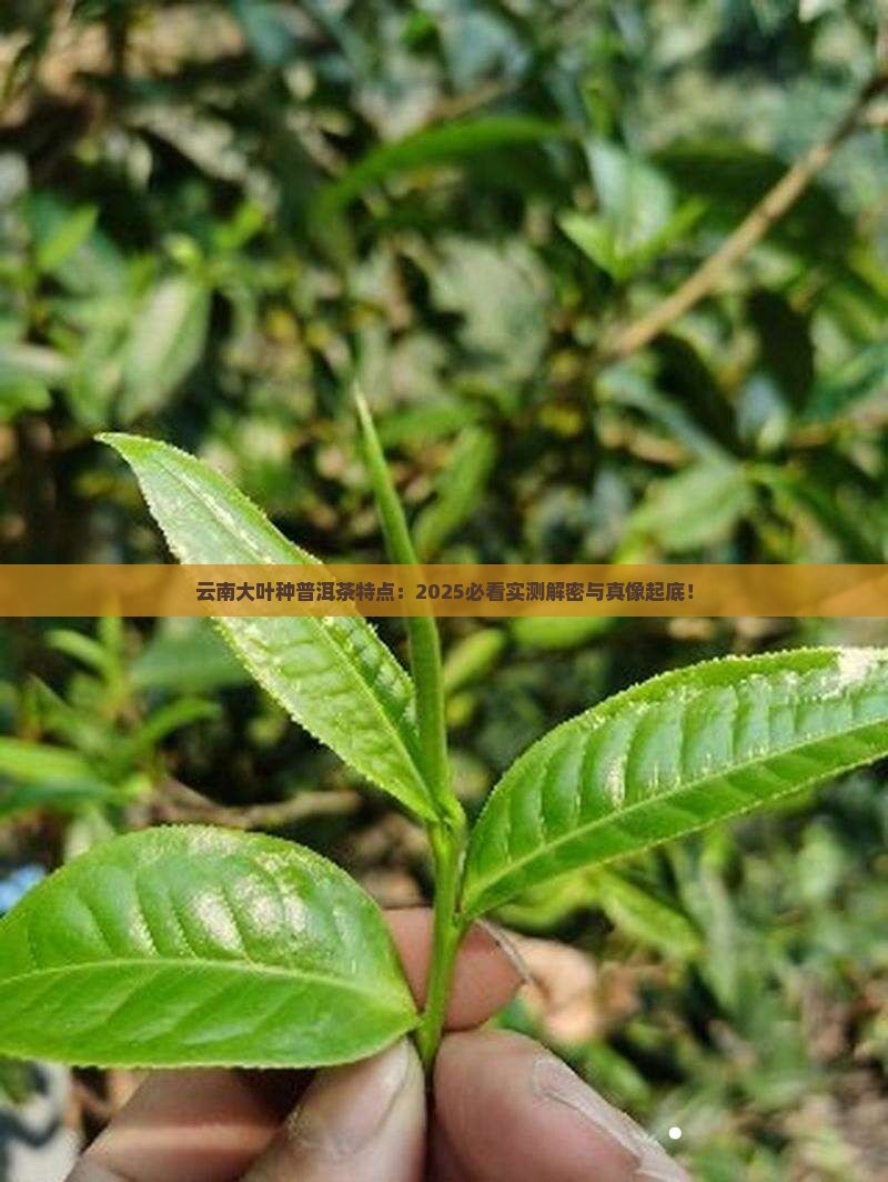 云南大叶种普洱茶特点