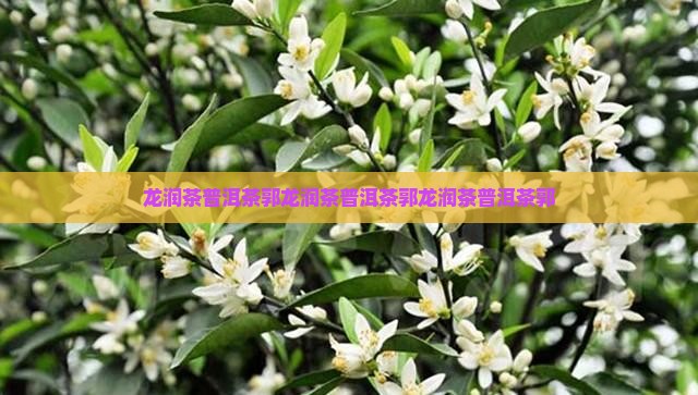 龙润茶普洱茶郭